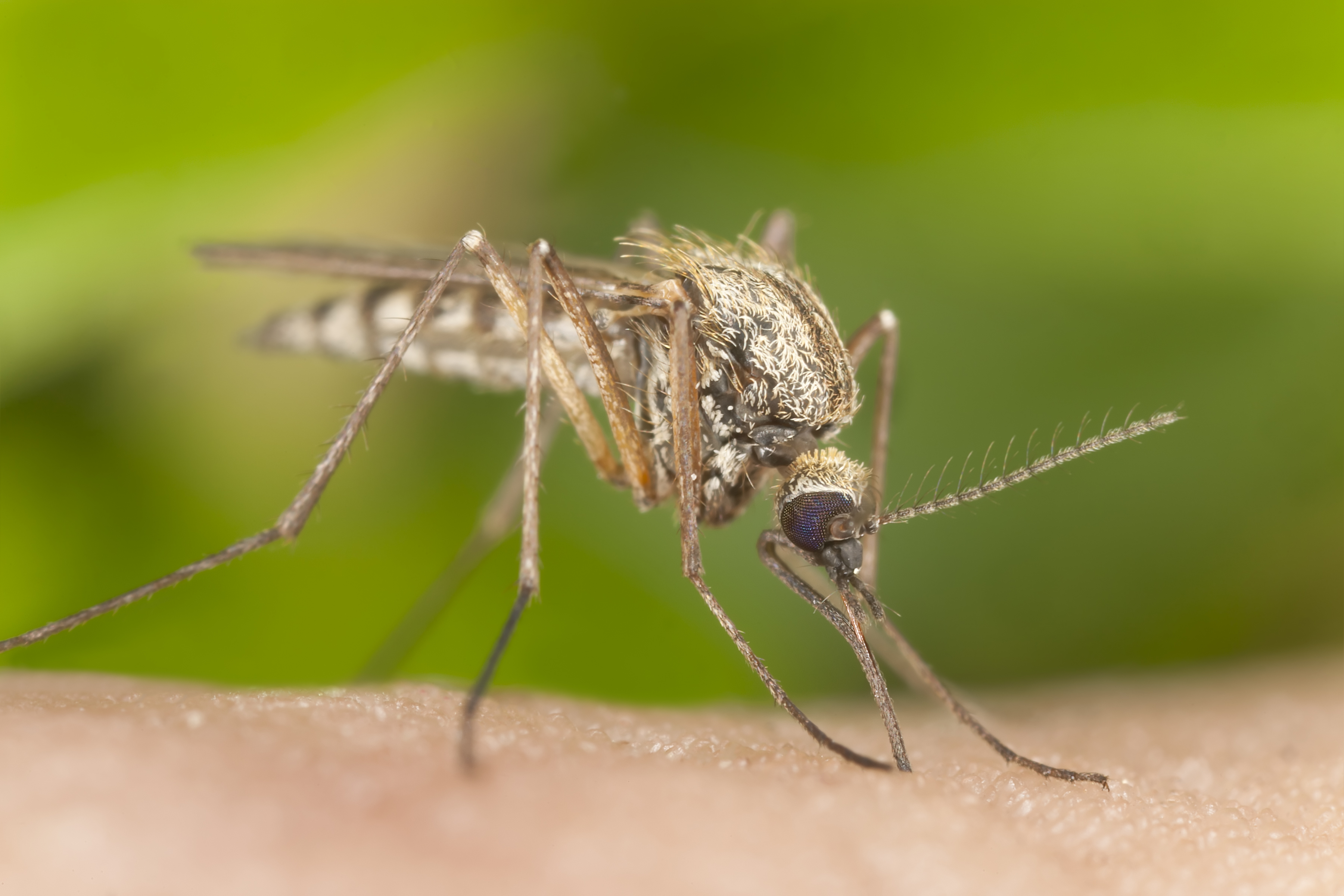 Малярийный комар на Занзибаре