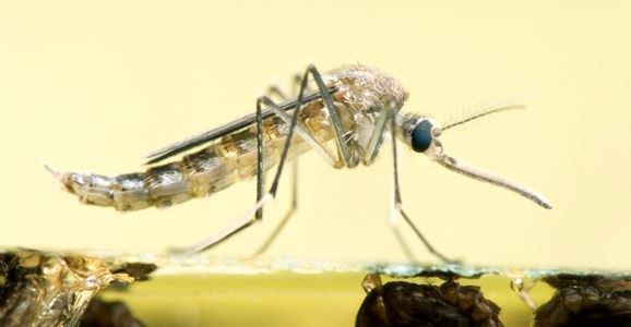 ABOUT MALARIA